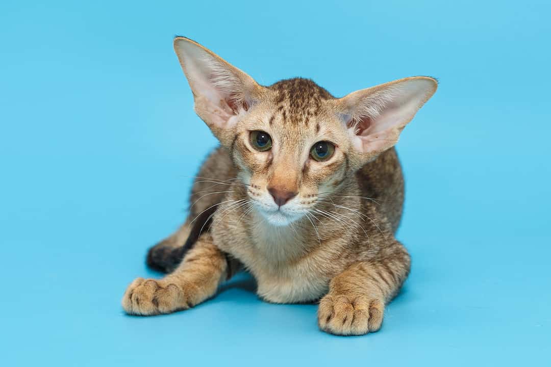 Oriental Shorthair