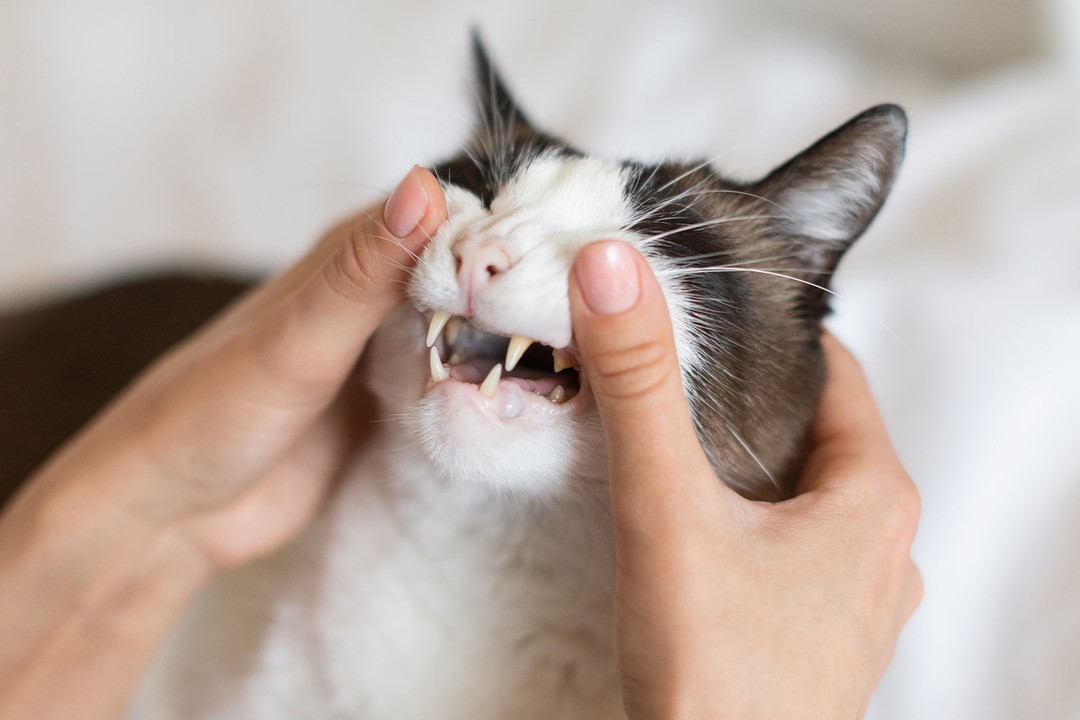 Kedilerin Dişi Ne Sıklıkla Fırçalanır?