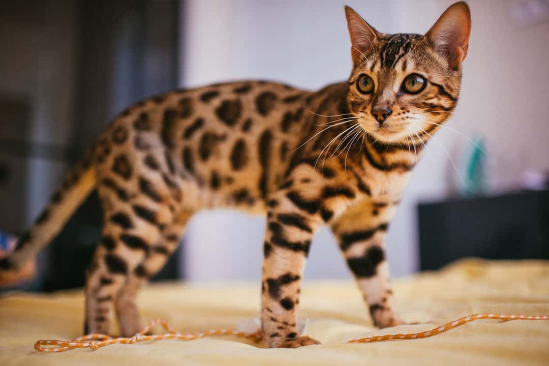 Bengal Kedisi