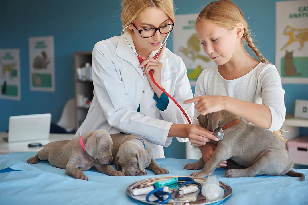 Evcil Hayvanlarda Kalp Sağlığının Hayati Önemi ve Erken Teşhisin Rolü