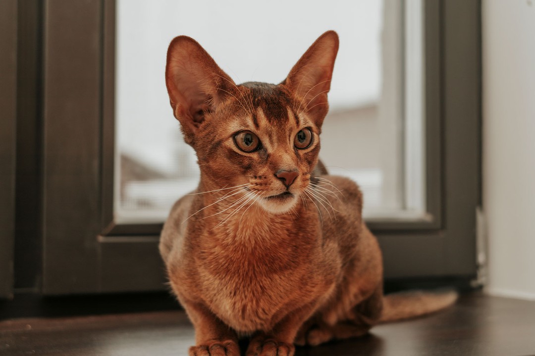 Abyssinian (Habeş Kedisi)