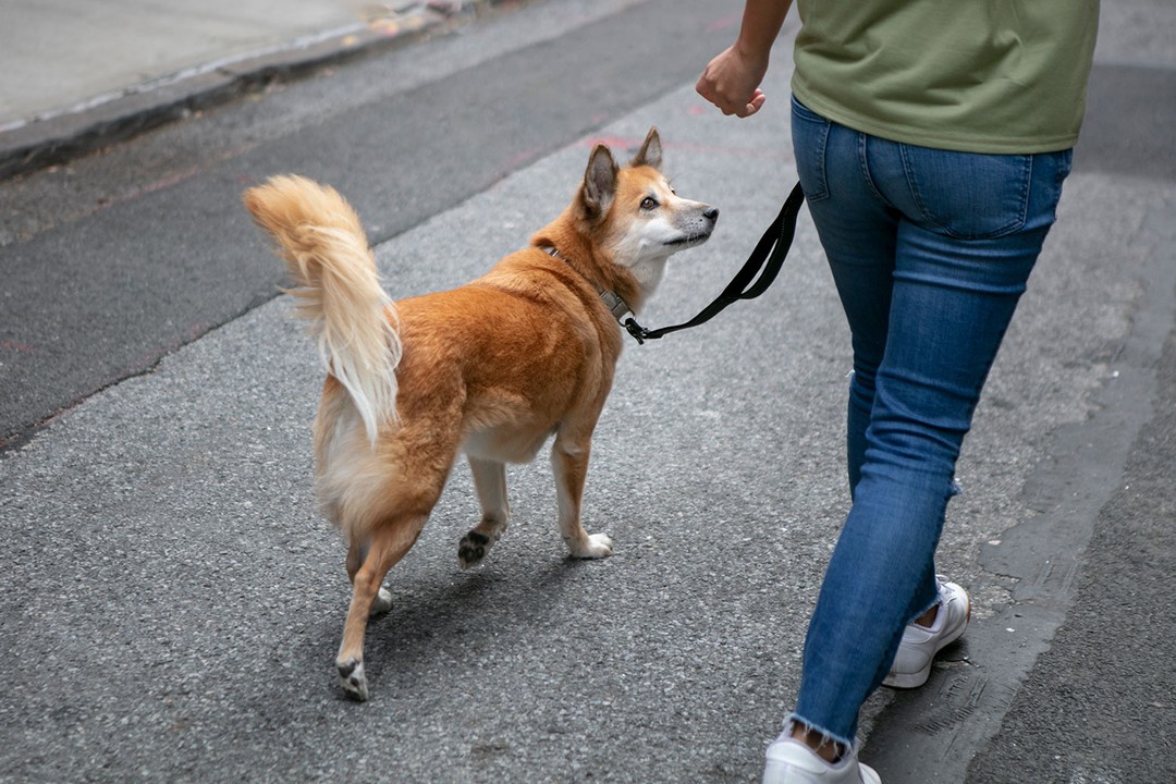 Köpeklerin kuyruk hareketleri ve anlamları