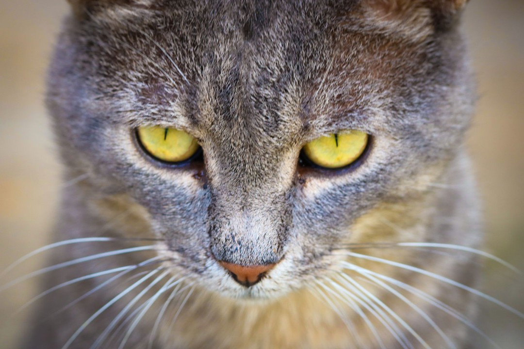 Kedi Gözü İltihabı Belirtileri Nelerdir?