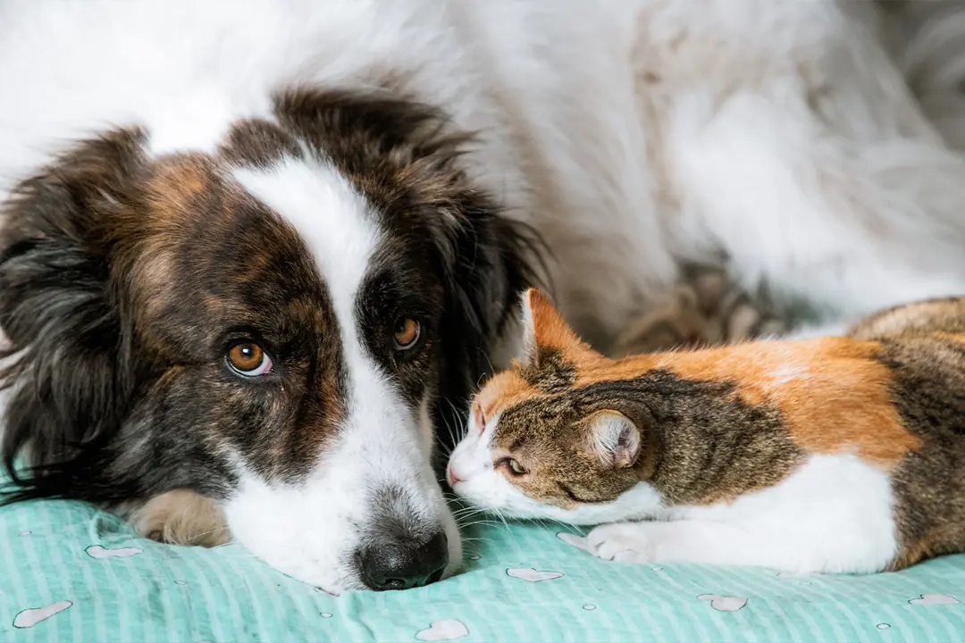 Kan Yapıcı Takviyelerin İçeriğinde Mutlaka Bulunması Gereken Bileşenler Nelerdir?