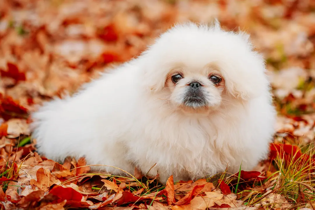 Pekingese (Pekinez) Eğitimi