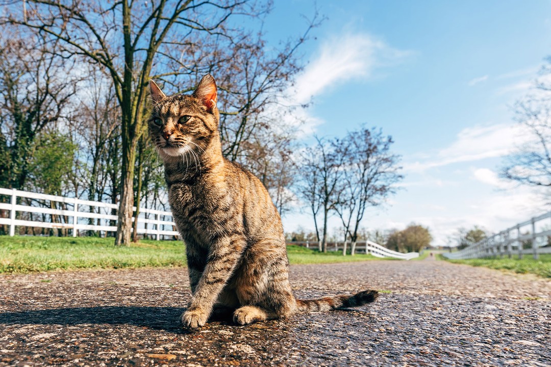 Kedilerde Lösemi (FeLV) Nedir?