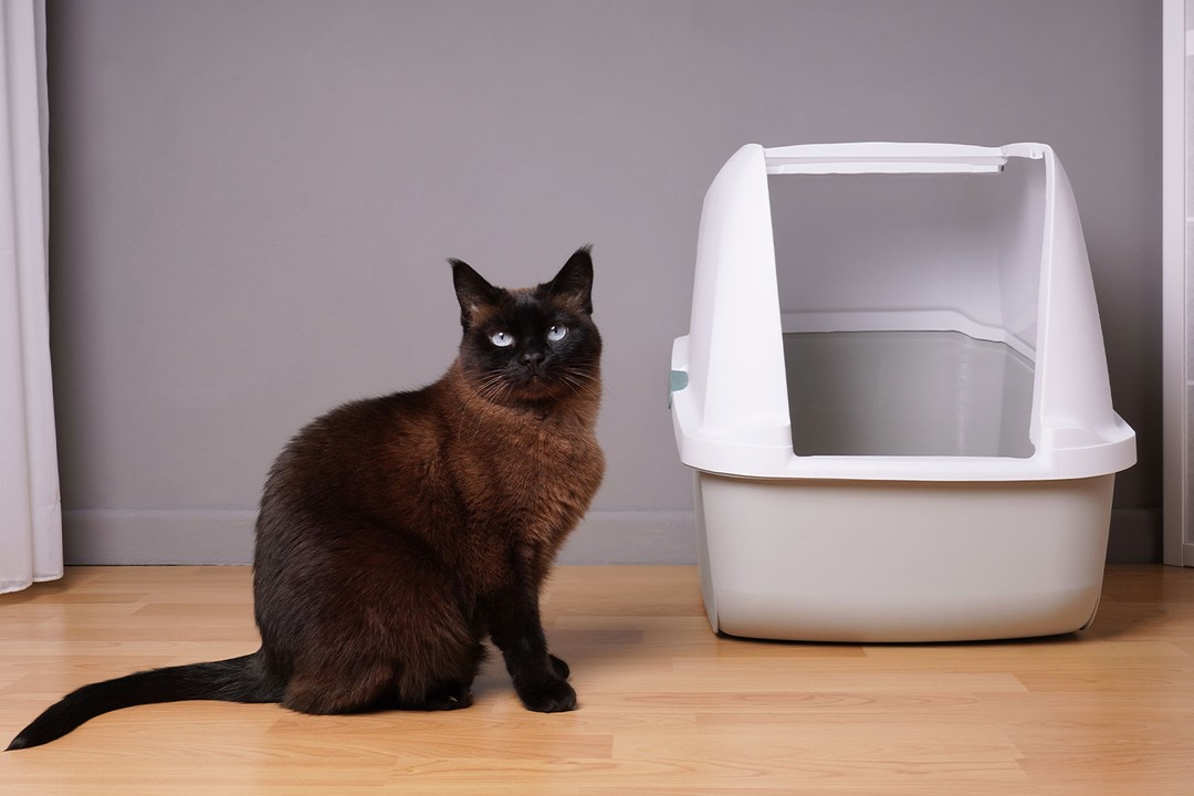 KEDİLERDE EN SIK GÖRÜLEN BAĞIRSAK SORUNLARI