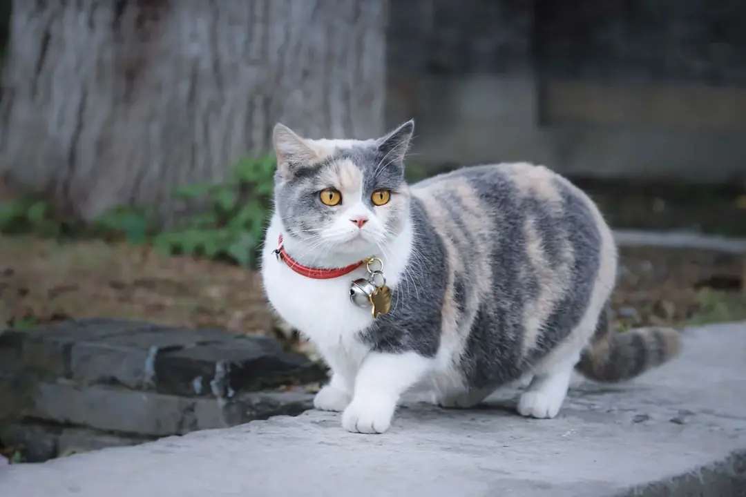 Munchkin Karşılaşılan Sağlık Sorunları