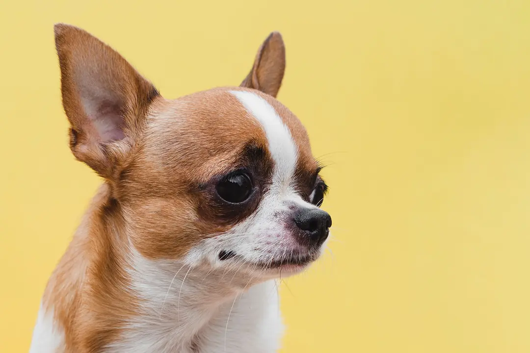 Chihuahua Bakımı ve Pratik Öneriler