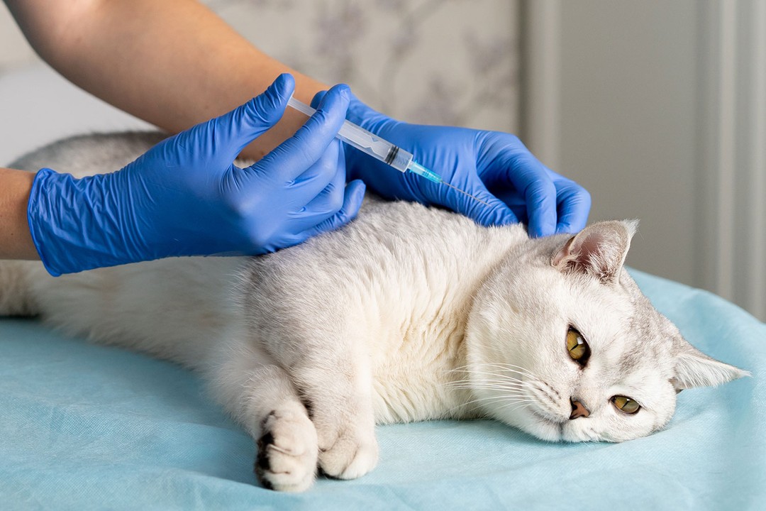 Kediler hangi aşıları olurlar?