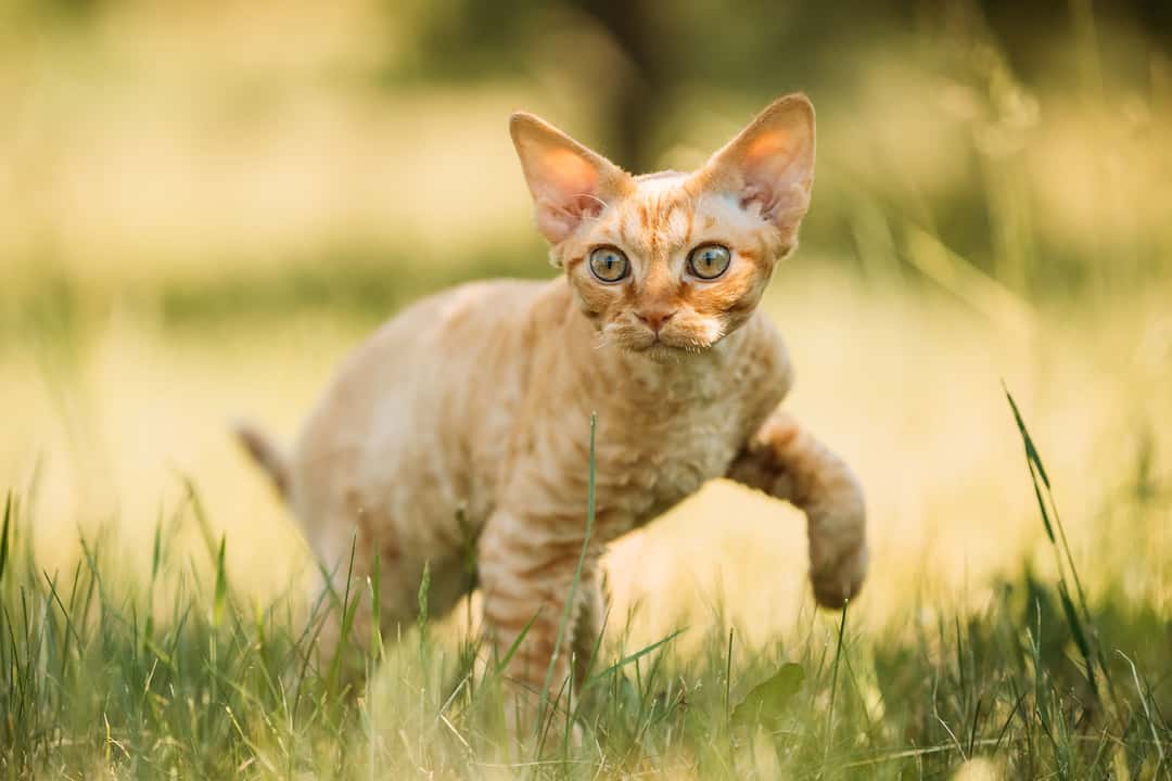 Devon Rex