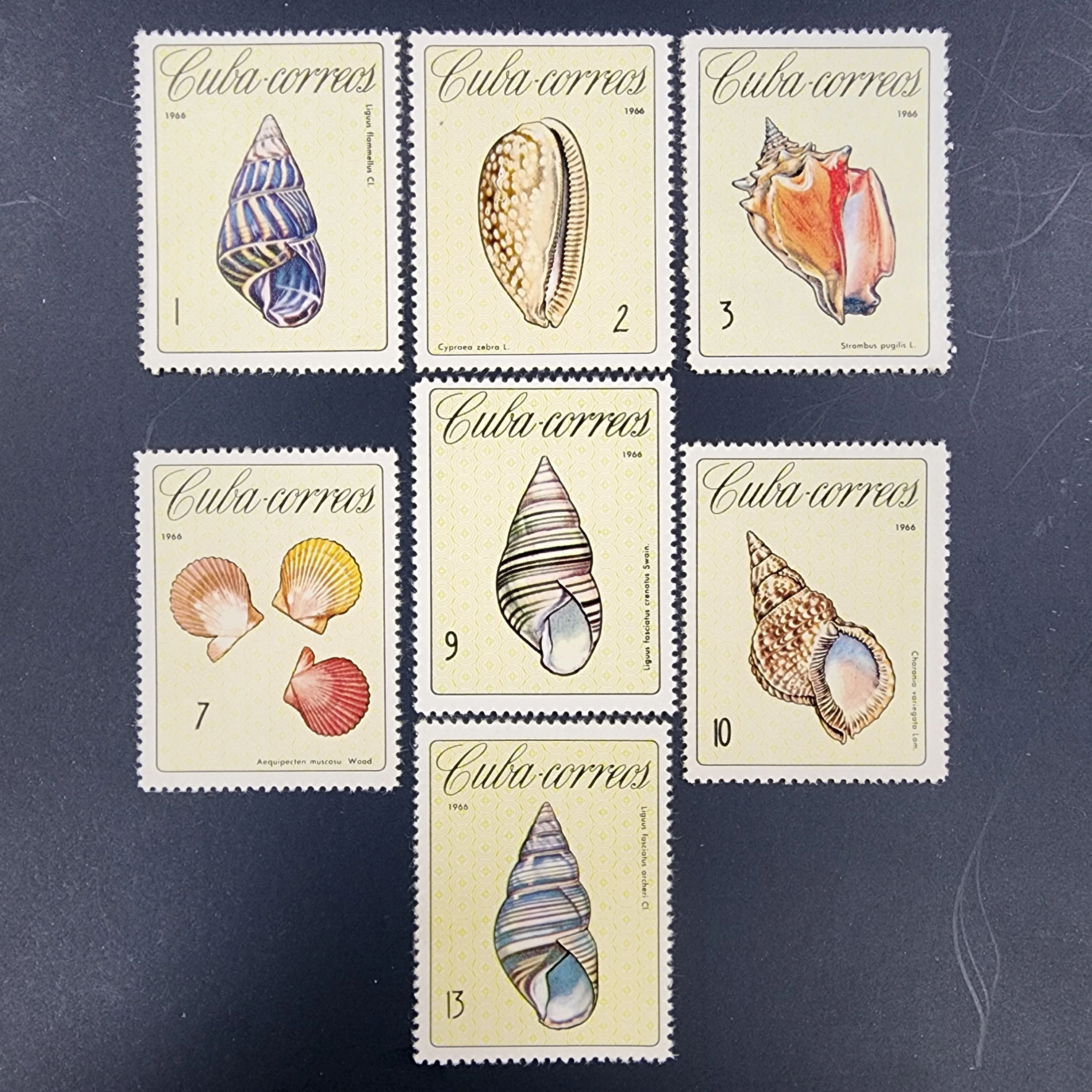 Küba, 1966, Küba Deniz Kabukları [Mi.Nr:CU 1194-1200]
