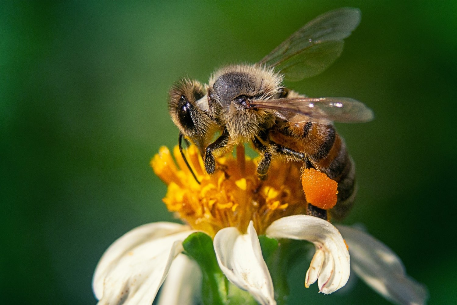 Propolis Nedir, Faydaları Nelerdir?