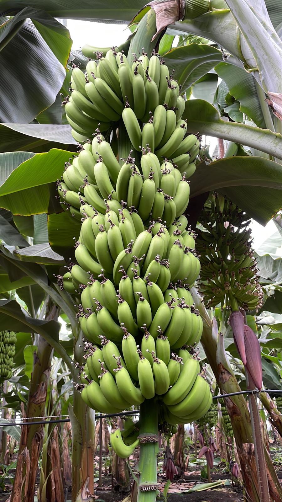 Organik Tarsus Yeşil Muz 1kg