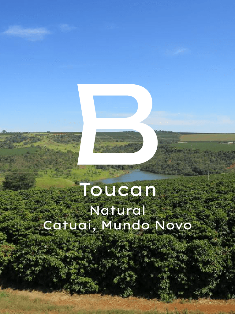 Brezilya Toucan