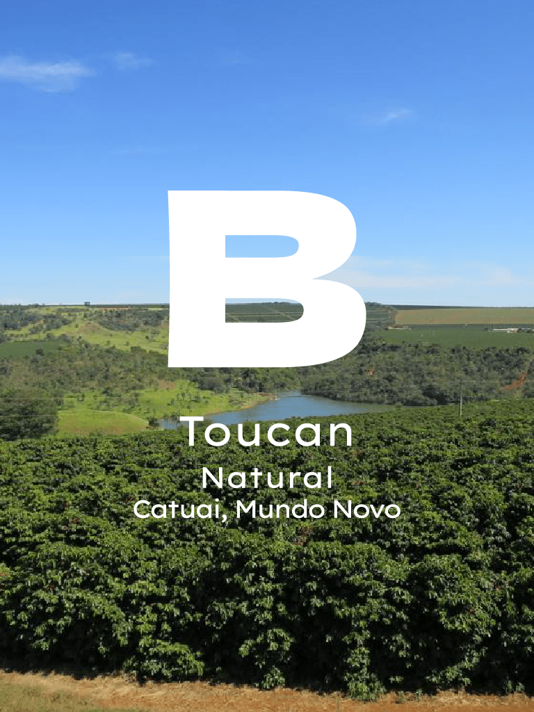 Brezilya Toucan