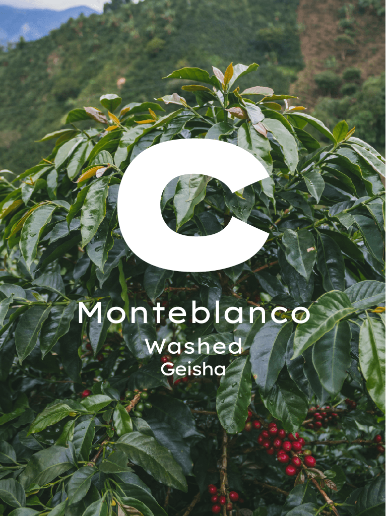 Kolombiya Monteblanco Geisha