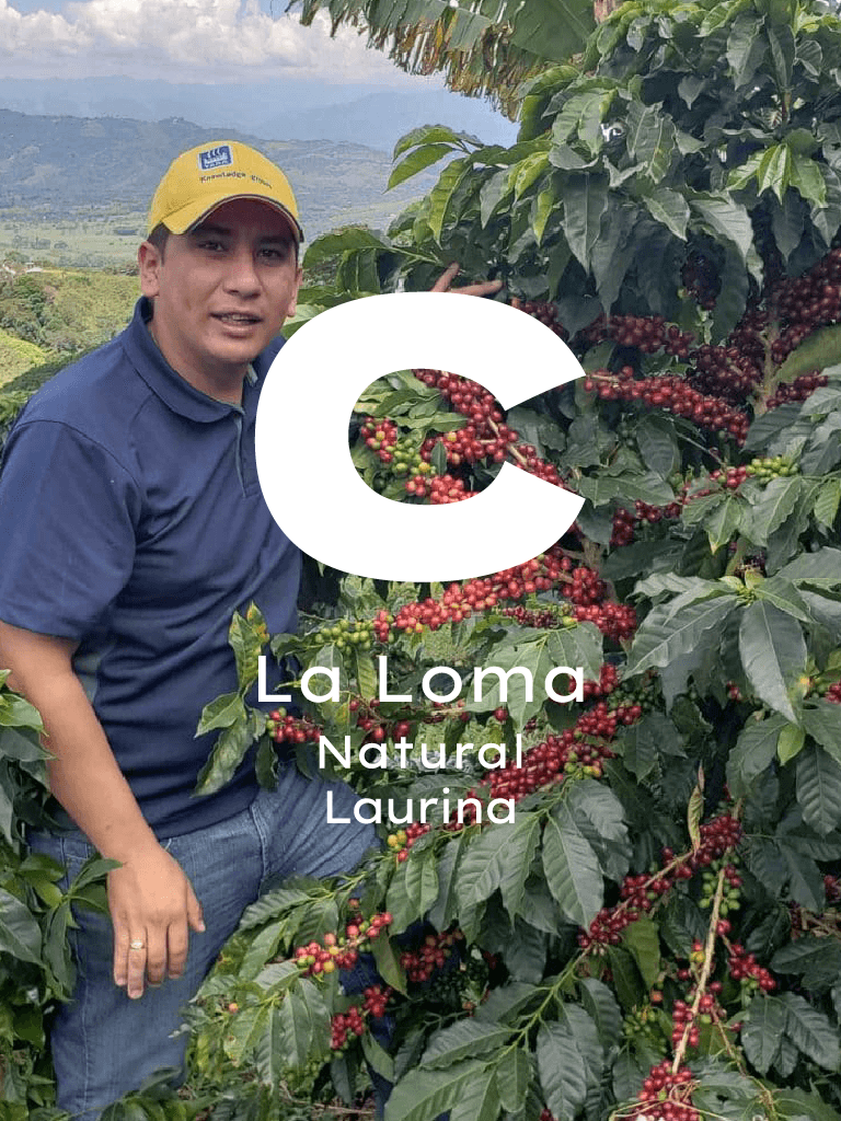 Kolombiya La Loma Laurina