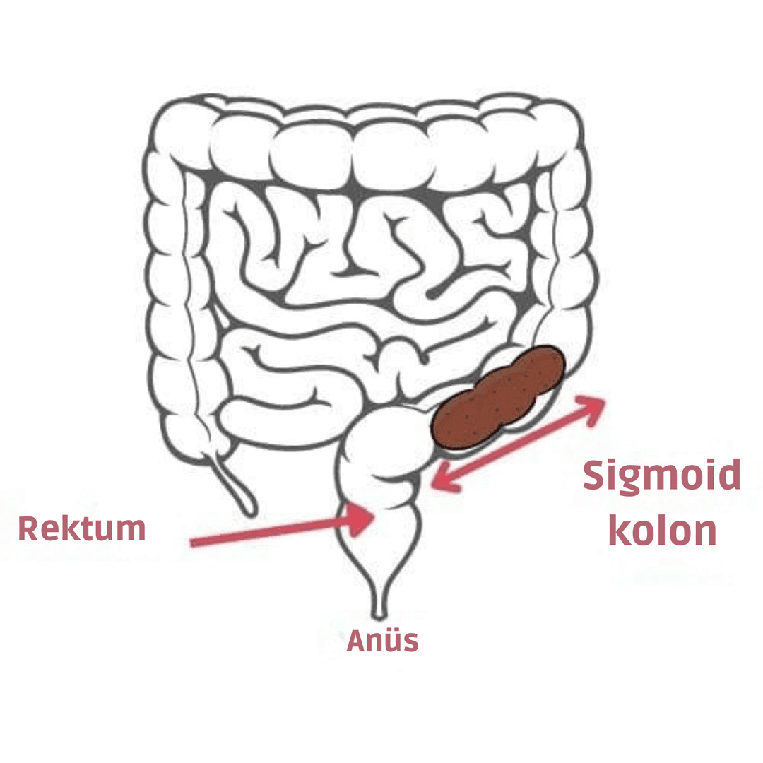 Bağırsak Anatomisi