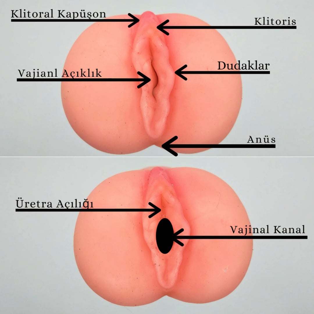 Vajina anatomisi