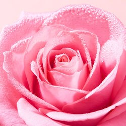 Nuxe Very Rose Yüz Peelingi 75 ml