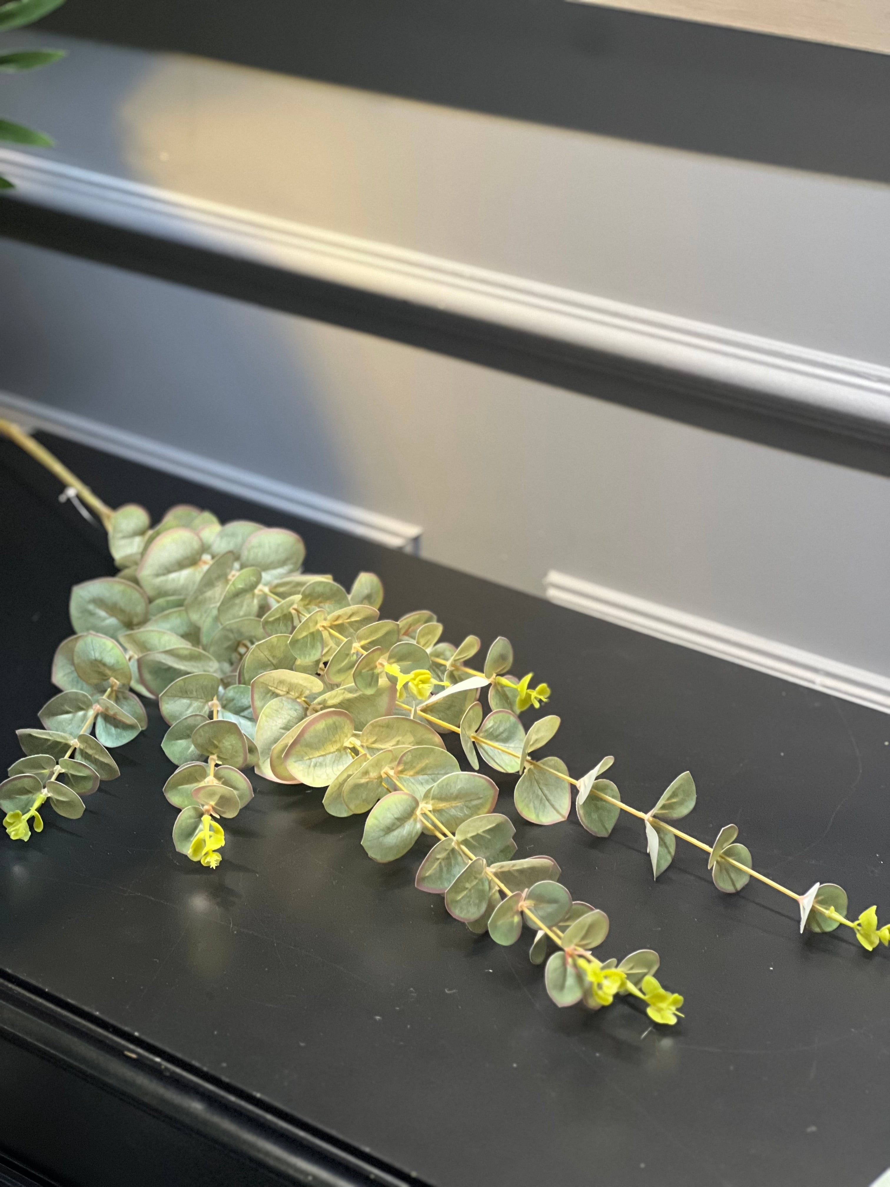 Okaliptus 100 cm