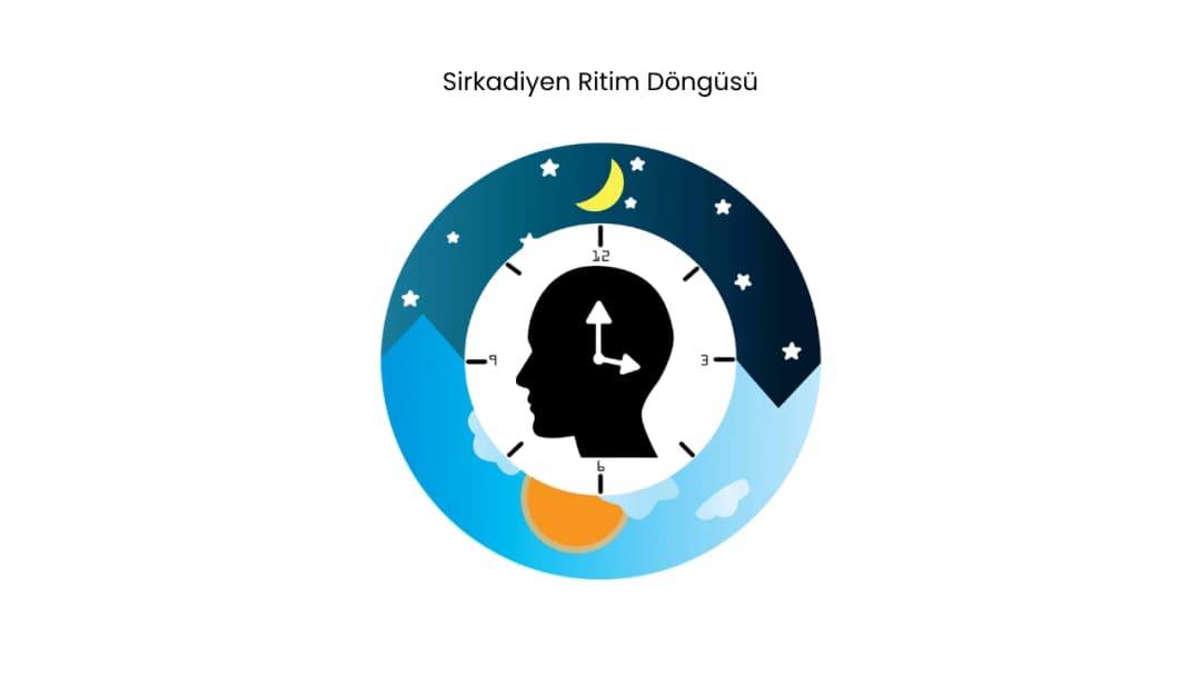 Sirkadiyen Ritim (Biyolojik Saat)
