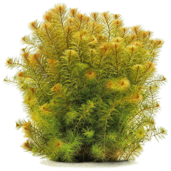 Myriophyllum Proserpinacoides Saksı Canlı Bitki