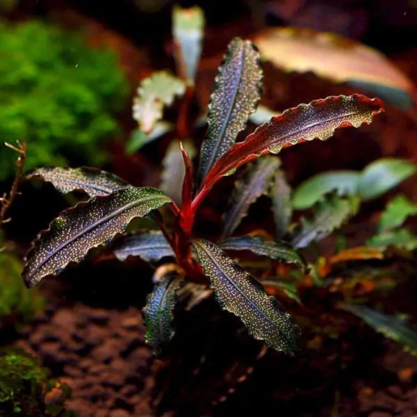 Bucephalandra Godzilla Kedagang Red Kayaya Bağlı Canlı Bitki