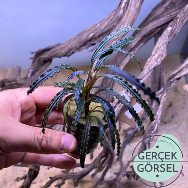 Bucephalandra Giant Velvet Saksı Canlı Bitki