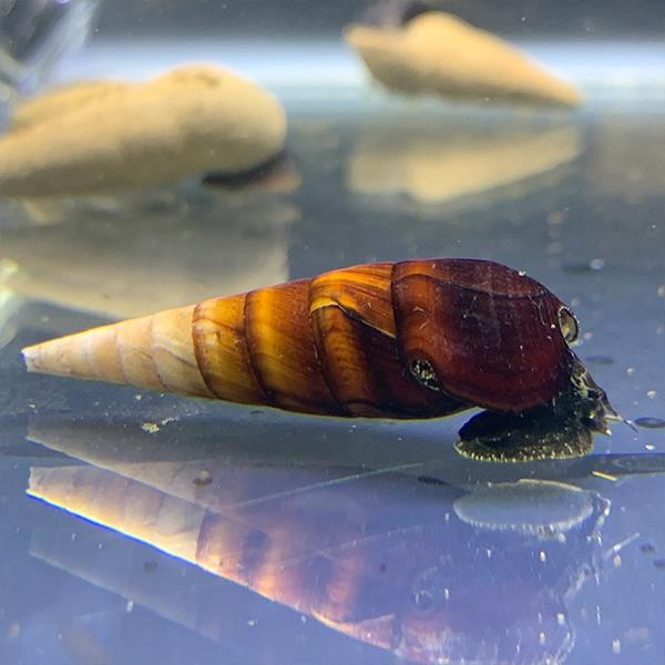 Rabbit Snail Cappuccino Salyangoz 2 Adet Straforlu Gönderim