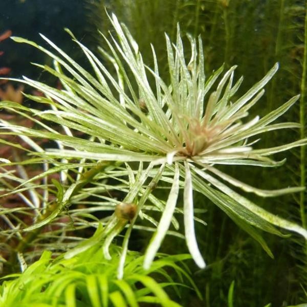 Ludwigia Inclinata Cuba White Edge Saksı Canlı Bitki