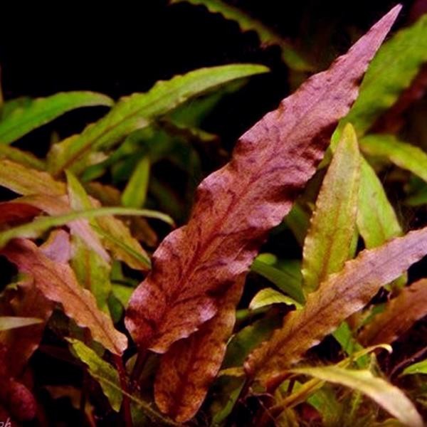 Cryptocoryne Undulatus Red In Vitro Canlı Bitki