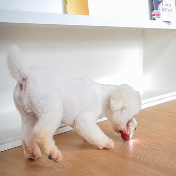 Cheerble Şarjlı Akıllı İnteraktif Köpek Oyun Topu Kırmızı Small 5,5cm