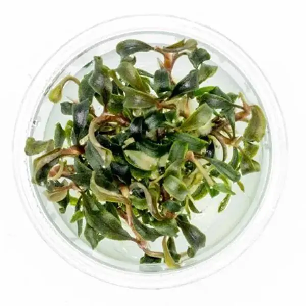 Bucephalandra Kedagang Japan In Vitro Canlı Bitki