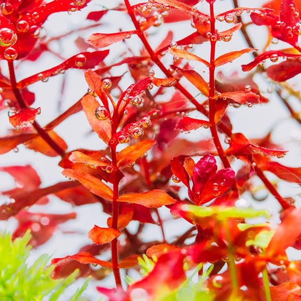 Rotala Macrandra Mini Butterfly In Vitro Canlı Bitki