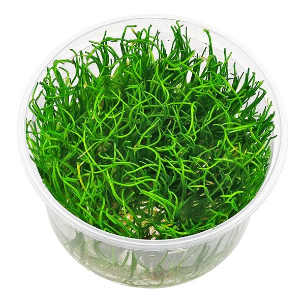 Lilaeopsis Mauritiana In Vitro Canlı Bitki