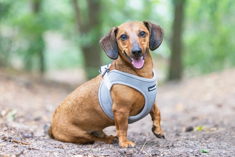 Beeztees Köpek Göğüs Tasması, Neopren, Gri, XS, 30-35cm