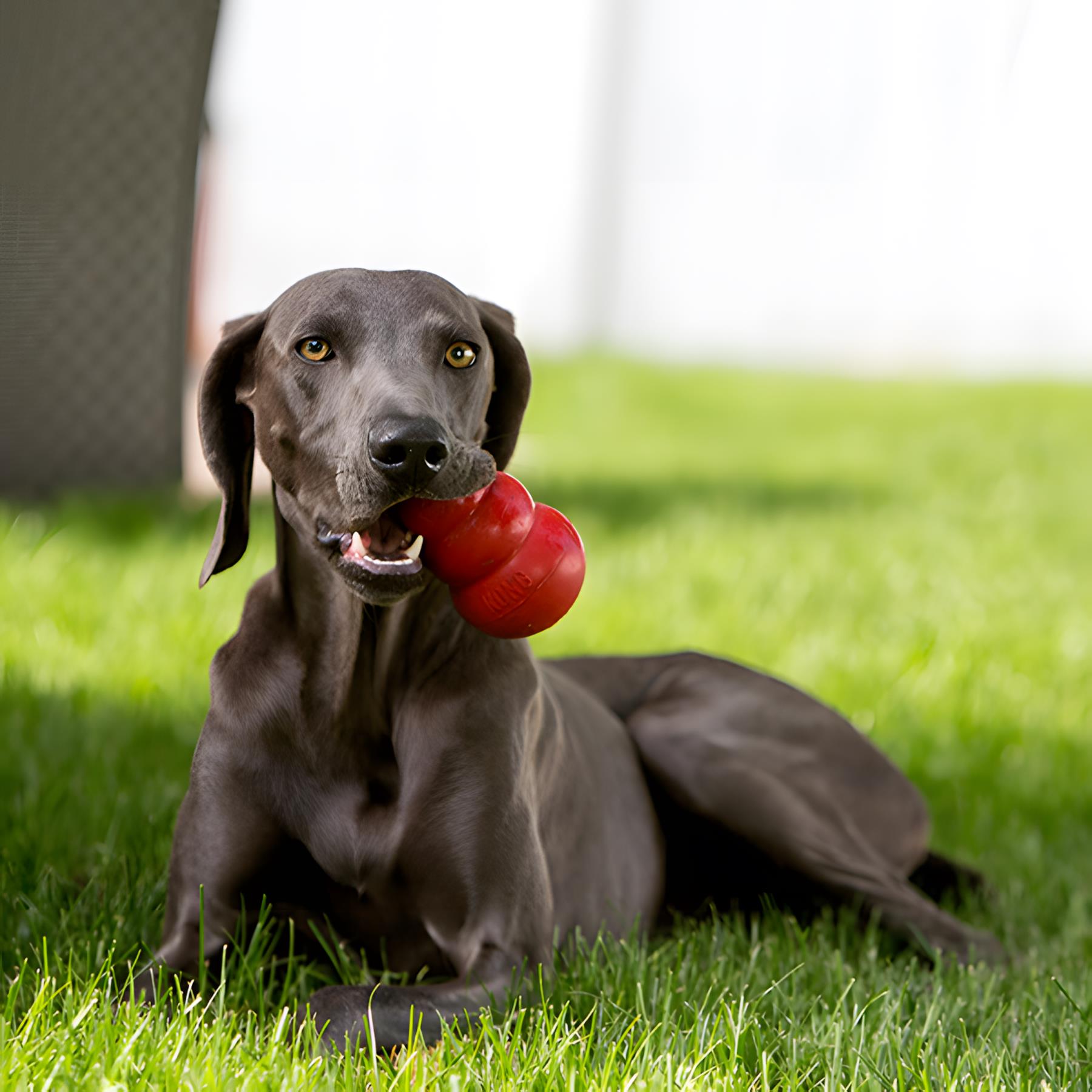 Kong Classic Köpekler İçin Çok Amaçlı Isırma Oyuncağı M
