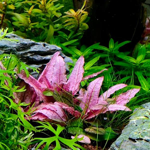 Cryptocoryne Flamingo In Vitro Canlı Bitki