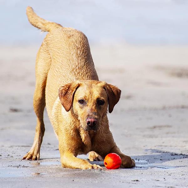 Chuckit Fetch Ball Köpek Oyun Topu Büyük Boy