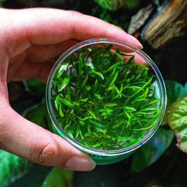 Cryptocoryne Lucens In Vitro Canlı Bitki