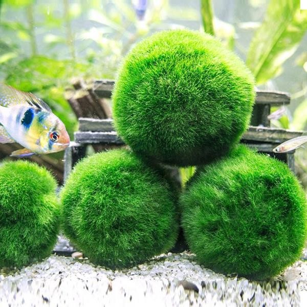 Marimo Moss Ball 2-3Cm Yosun Topu Canlı Bitki 50 Adet