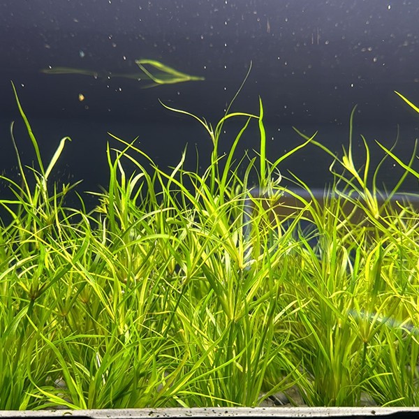 Cyperus Juncus Saksı Canlı Bitki