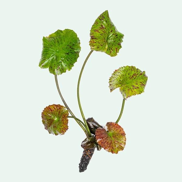 Nymphaea Zenkeri Green Yumru Soğan Canlı Bitki