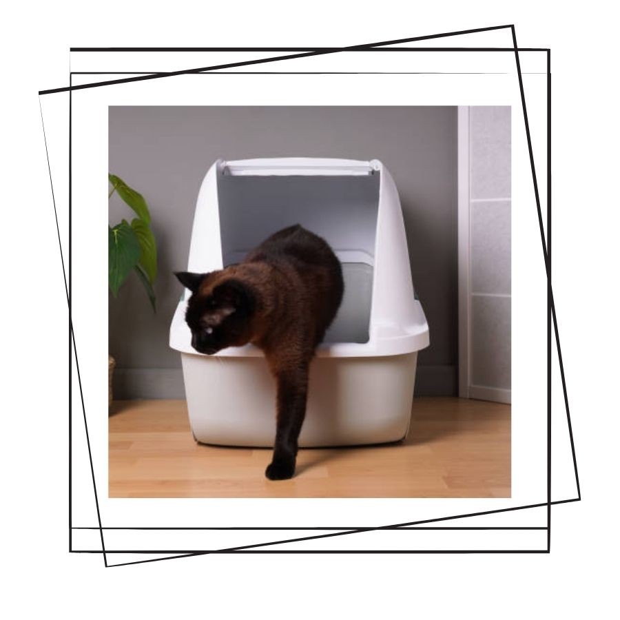 Kedi Tuvalet Kokusu Nasıl Giderilir?