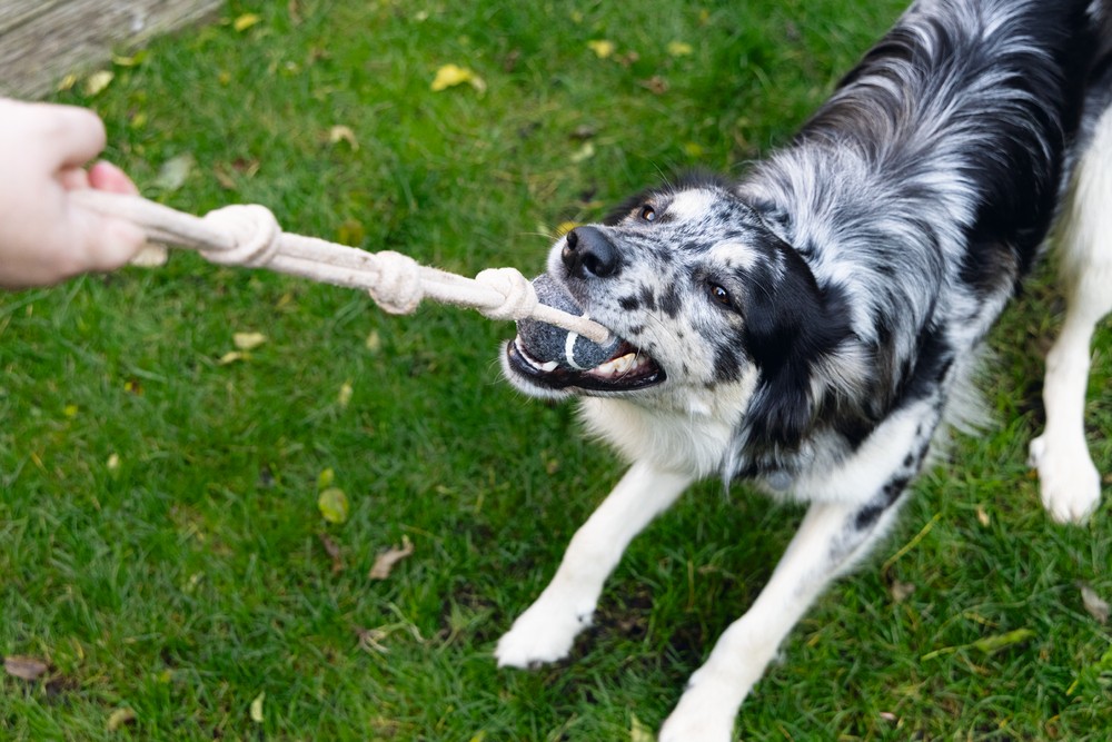 Beeztees Köpek Oyuncağı, İpli Tenis Topu, Kauçuk, Gri/Kahverengi, İp 39cm, Top 6,3cm