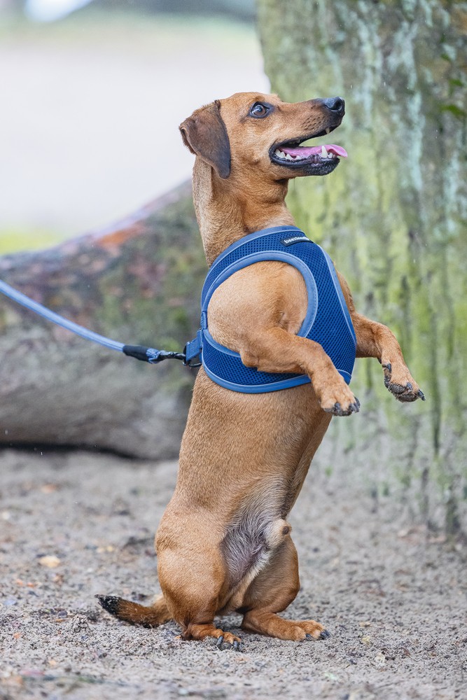 Beeztees Köpek Göğüs Tasması, Neopren, Mavi, S, 38-44cm