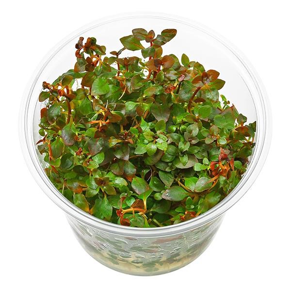 Ludwigia Palustris Red In Vitro Canlı Bitki