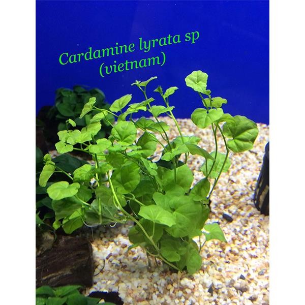 Cardamine Lyrata Vietnam Saksı Canlı Bitki